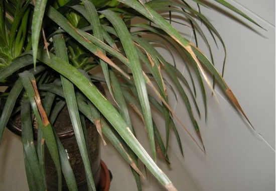 香龙血树叶尖逐渐枯黄、脱皮如何办