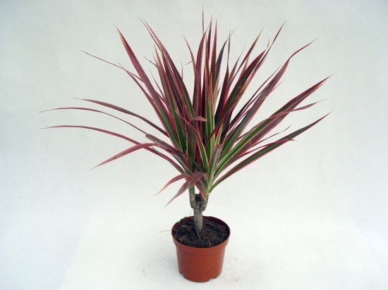 如何科学养护三色细叶龙血树