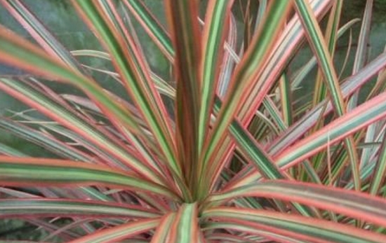 如何养护三色细叶龙血树