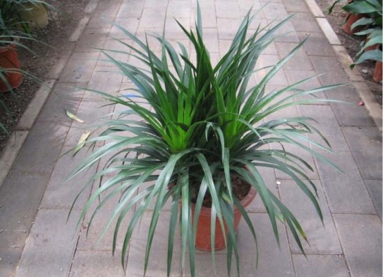 龙血树的繁殖：常用压条或扦插繁殖