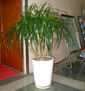 龙血树的养殖办法和留意事项：光照,浇水很重要