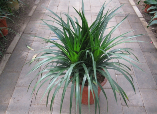 龙血树的养殖办法和留意事项：光照,浇水很重要