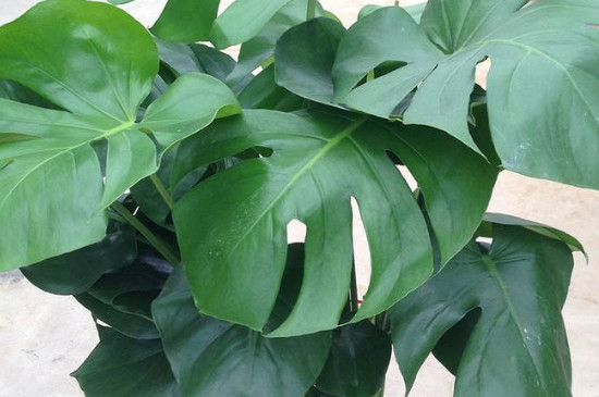 龟背竹换盆时间及留意事项