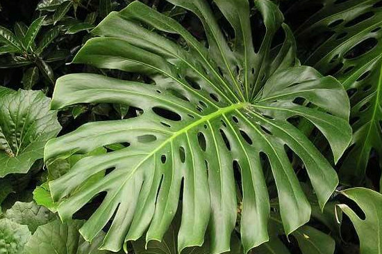 龟背竹几棵合种好