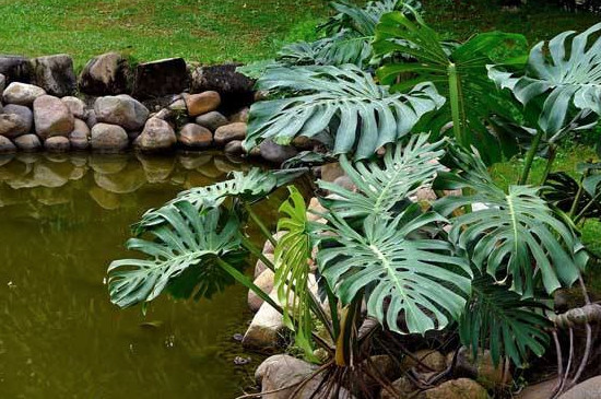 龟背竹长得东倒西歪的