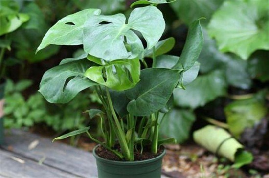 龟背竹的养殖办法，5个步骤养殖茂盛龟背竹