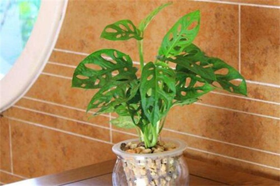 龟背竹的养殖办法，5个步骤养殖茂盛龟背竹