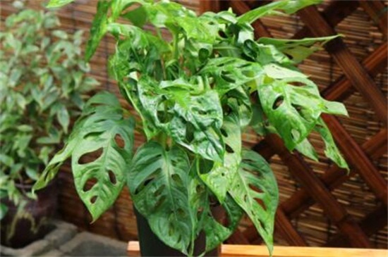 龟背竹的养殖办法，5个步骤养殖茂盛龟背竹