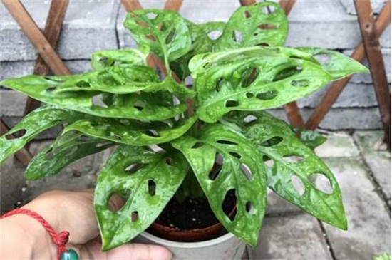 龟背竹的养殖办法，5个步骤养殖茂盛龟背竹