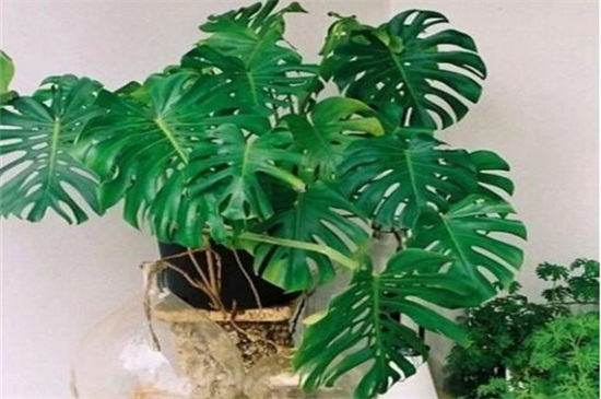 龟背竹吸甲醛是谣言吗,具有一定吸收甲醛的能力