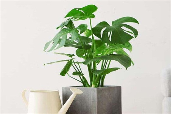 龟背竹吸甲醛是谣言吗,具有一定吸收甲醛的能力