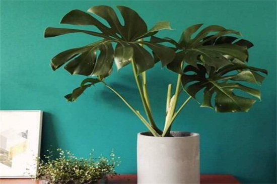 龟背竹吸甲醛是谣言吗,具有一定吸收甲醛的能力