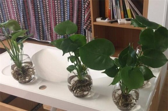 龟背竹中毒多久有症状,龟背竹中毒有哪些症状