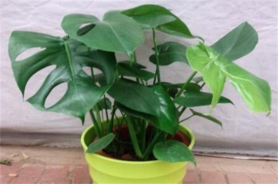 龟背竹中毒多久有症状,龟背竹中毒有哪些症状