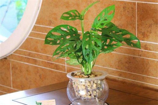 龟背竹中毒多久有症状,龟背竹中毒有哪些症状