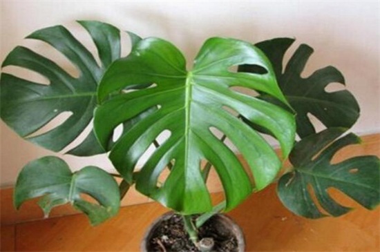 龟背竹中毒多久有症状,龟背竹中毒有哪些症状