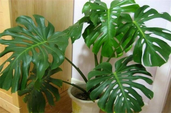 龟背竹如何用气根繁殖，4个步骤教你气根繁殖