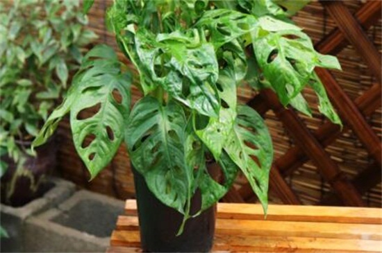 龟背竹如何用气根繁殖，4个步骤教你气根繁殖