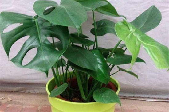 龟背竹种植留意事项,提供疏松土壤并避免中毒