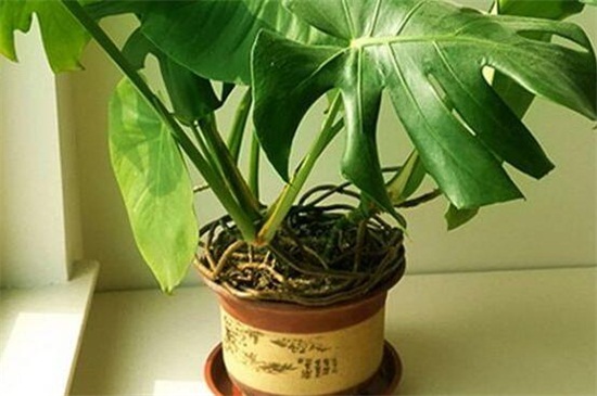 龟背竹种植留意事项,提供疏松土壤并避免中毒