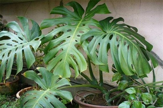 龟背竹种植留意事项,提供疏松土壤并避免中毒