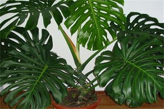 龟背竹种植留意事项,提供疏松土壤并避免中毒