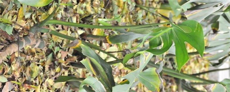 龟背竹叶子发黄如何办