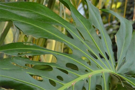 龟背竹叶子发黄如何办