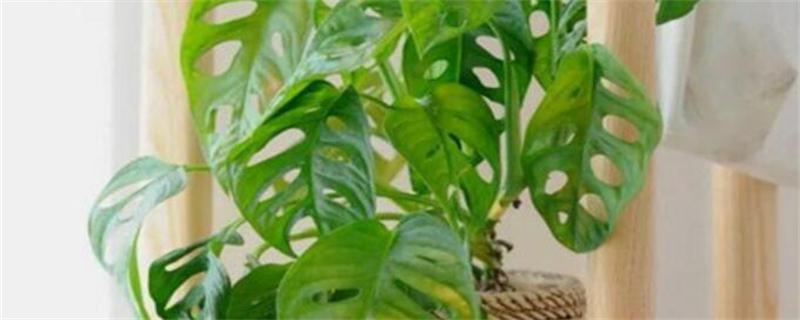 龟背竹如何养护