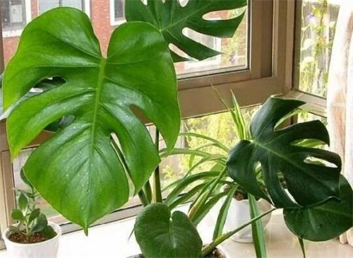 龟背竹如何养护