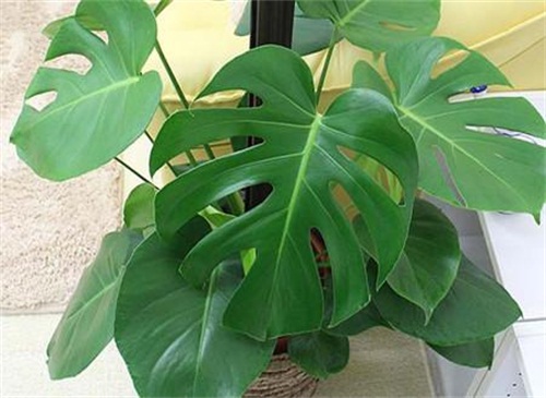 龟背竹如何养护