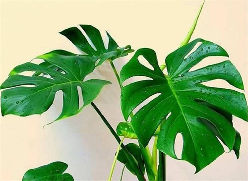 龟背竹如何养护