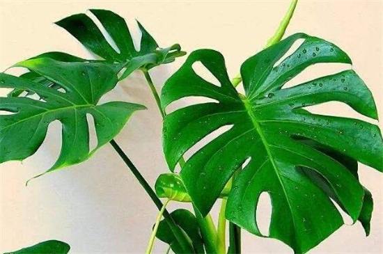 龟背竹如何养长的快