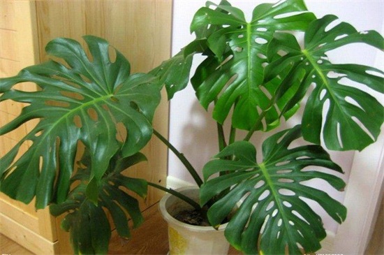 龟背竹如何养长的快