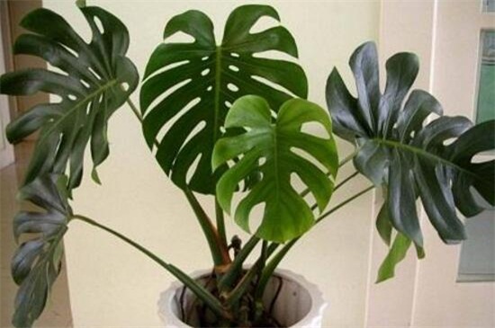 龟背竹的养殖办法和留意事项