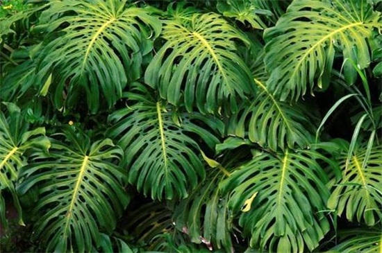 龟背竹的养殖办法和留意事项