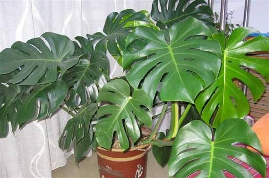 龟背竹的养殖办法和留意事项