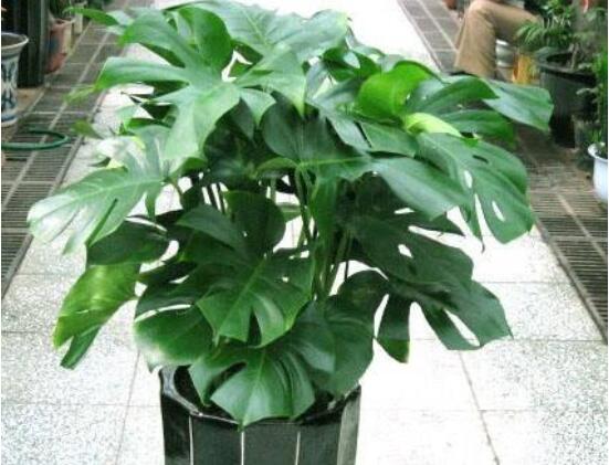 龟背竹放客厅风水好吗，招财添福又可延年益寿