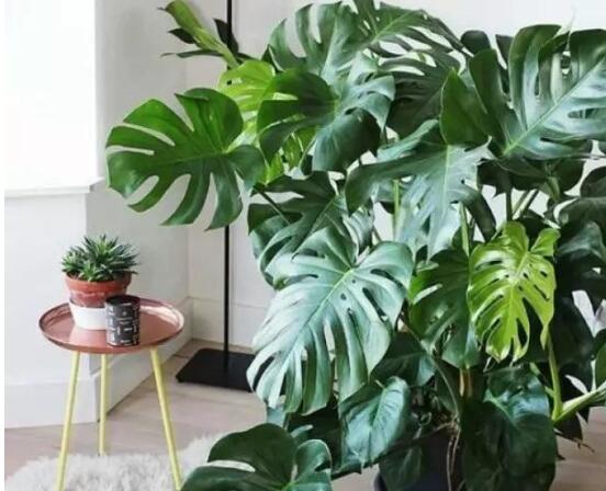 龟背竹如何养，7种简单办法教你养护龟背竹