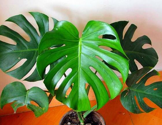 龟背竹如何养，7种简单办法教你养护龟背竹