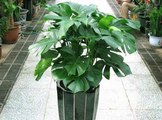 龟背竹如何养，7种简单办法教你养护龟背竹