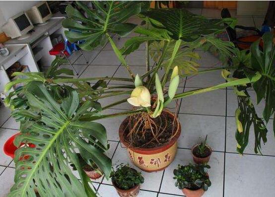 龟背竹如何养，7种简单办法教你养护龟背竹