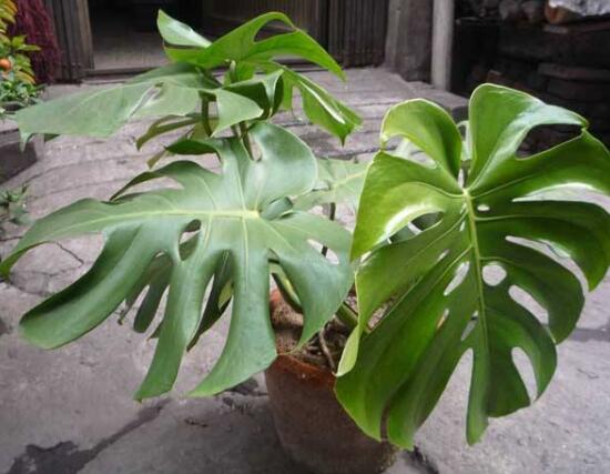 龟背竹如何养，7种简单办法教你养护龟背竹