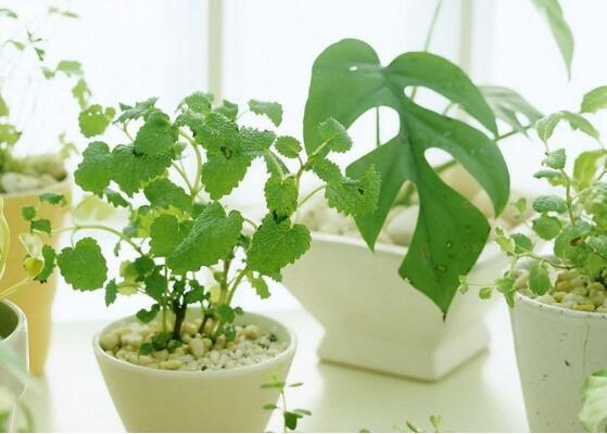 龟背竹如何养，7种简单办法教你养护龟背竹