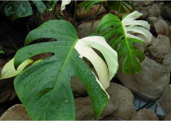 龟背竹如何养，7种简单办法教你养护龟背竹