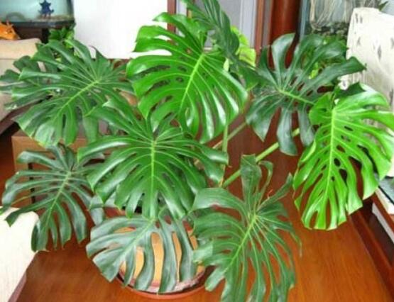 龟背竹如何养，7种简单办法教你养护龟背竹