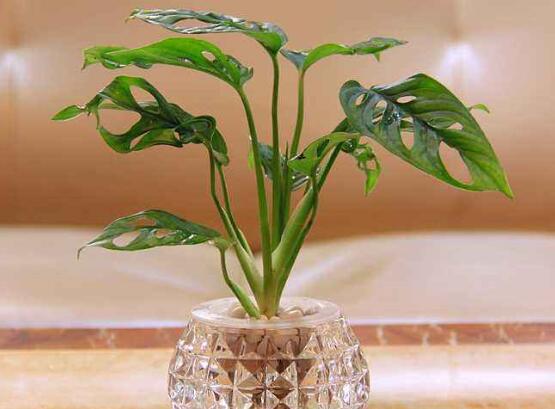 龟背竹如何养，7种简单办法教你养护龟背竹