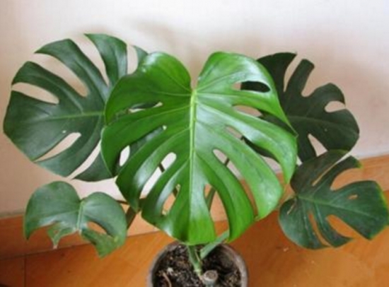 龟背竹在家中如何养：龟背竹虽有毒，但日常只做观赏，而非食用就不会对人体有影响