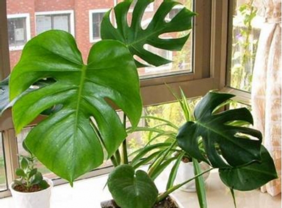 龟背竹在家中如何养：龟背竹虽有毒，但日常只做观赏，而非食用就不会对人体有影响