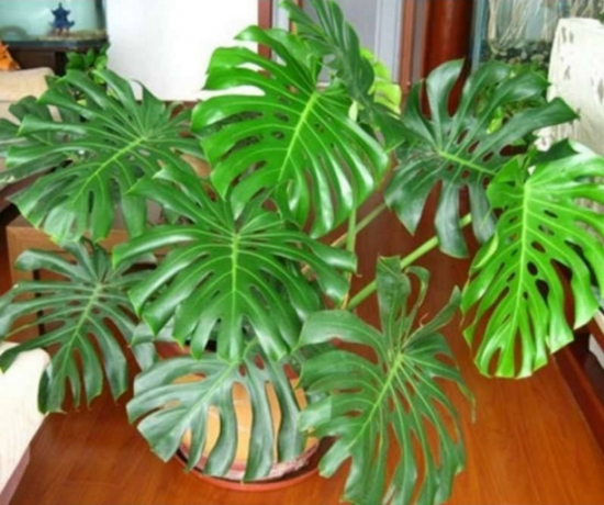 龟背竹在家中如何养：龟背竹虽有毒，但日常只做观赏，而非食用就不会对人体有影响